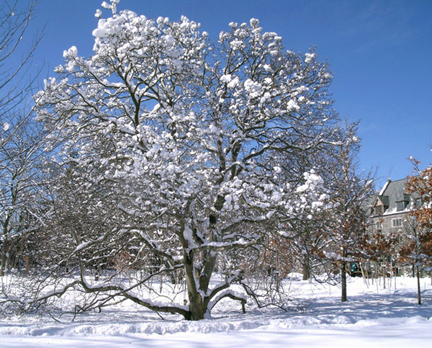 Snow-Magnolia.jpg