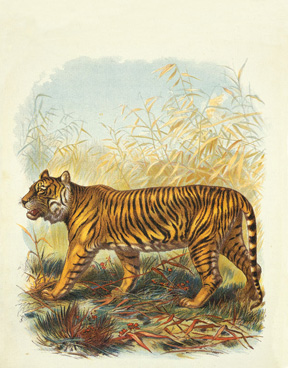 Noble Tiger