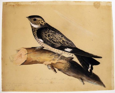 valentine coloring_24. valentine coloring_24. audubonwhip.jpg. John James Audubon (1785-1851),; audubonwhip.jpg. John James Audubon (1785-1851), Le Wip-poor-will de Mr. Buffon (or