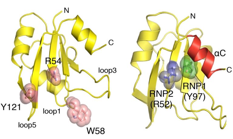 RNA-binding domains