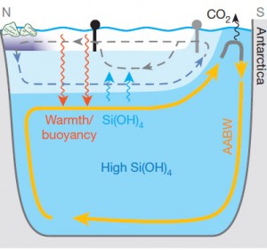 As glaciers melted in the northern reaches of the globe (far upper left), the influx of freshwater, which is naturally less dense than salt-laden ocean water, reduced the normally strong sinking of water in that region. This allowed silicate-rich deep water to rise upward into the shallower ocean waters (upward blue arrows), stimulating the production of opal by diatoms, while warm surface water mixed downward (red arrows) into the southern-sourced deep water. The rising silicate-rich water drew dense cold water from near Antarctica, yielding a cycle of water movement (in yellow). The new circulation pattern caused the carbon dioxide stored in the deep water to be released to the atmosphere near Antarctica (far upper right). Image source: Daniel Sigman.