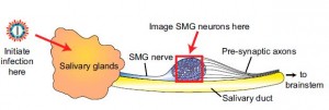 Researchers at Princeton University imaged the synchronized, repetitive firing of herpes-infected neurons in a region known as the submandibular ganglia (SMG) between the salivary glands and the brain in mice. Image source: PNAS.