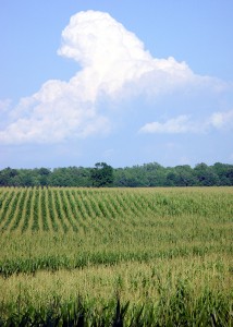 2015_03_27_cornfield