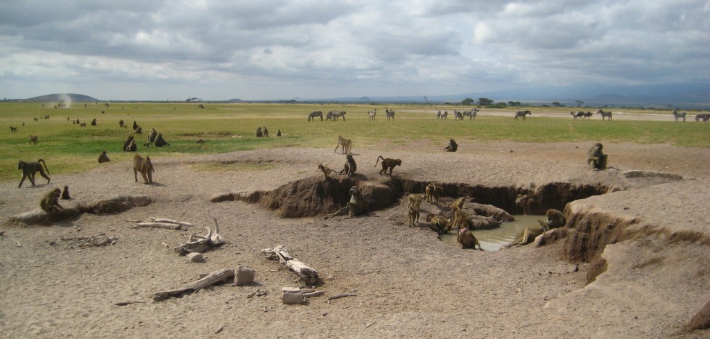 New research reveals that intermediate-sized groups of baboons (50 to 70 individuals) exhibit optimal ranging behavior and low stress levels. Pictured is a group of wild baboons in East Africa. Credit: Beth Archie