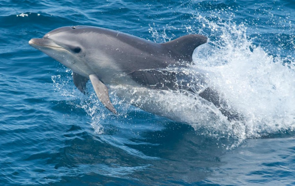 Common bottlenose dolphin. Image credit: Allison Henry, NOAA.