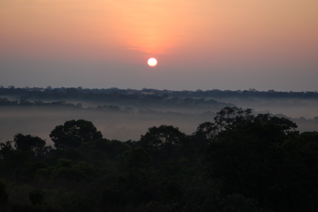 Photo courtesy of William Anderegg, Princeton University