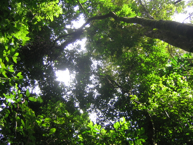 Rainforest photo