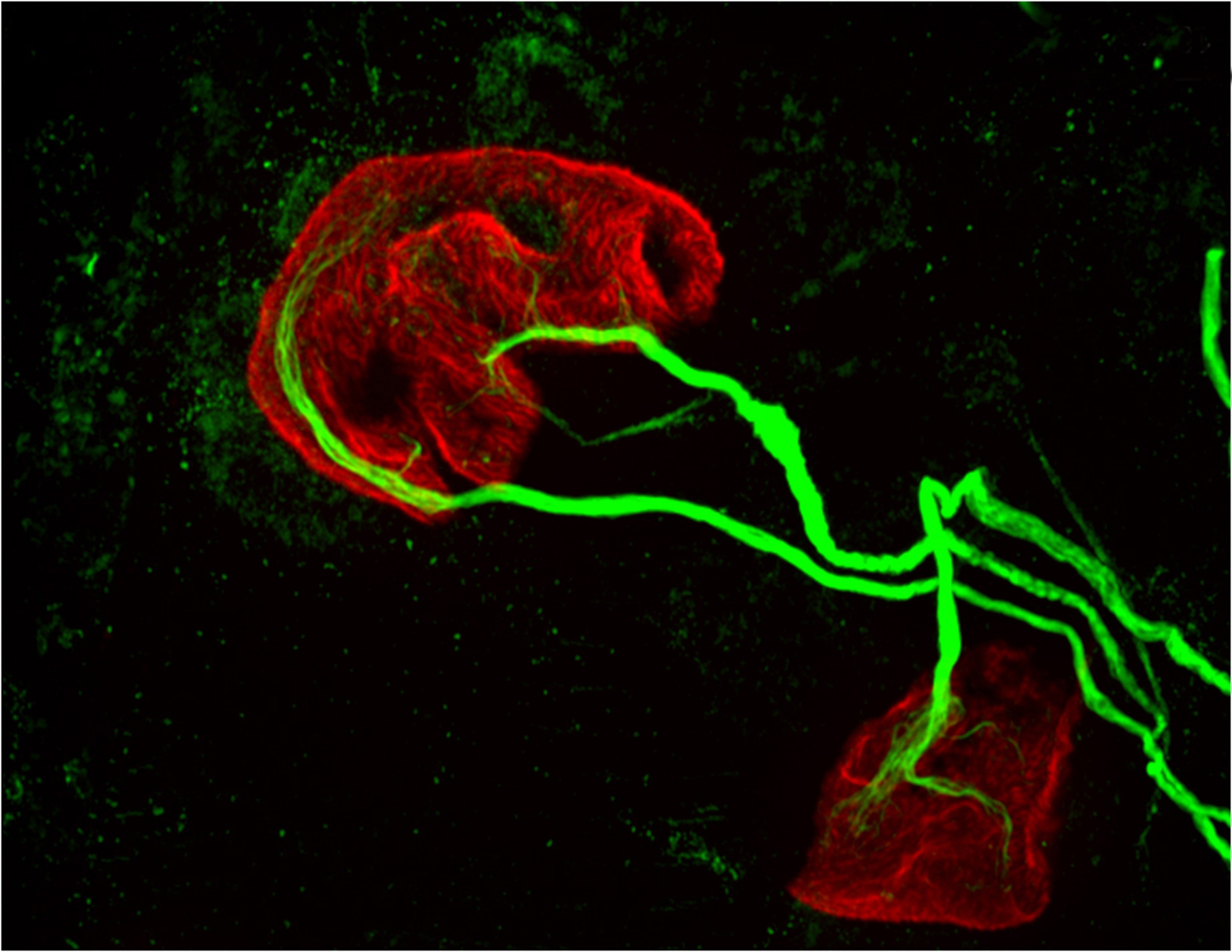 two motor neurons (green) connected to a single muscle fiber (red)