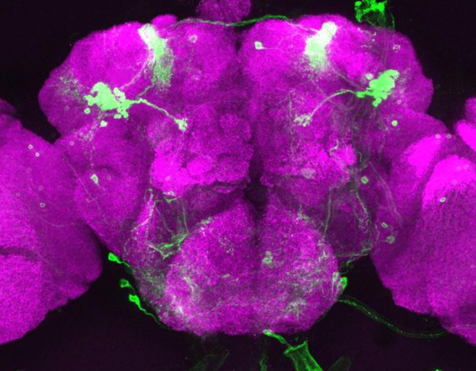Image of the Drosophila brain (magenta) with a subset of mushroom body neurons expressing green fluorescent protein (GFP) via a genetic marker. This marker was used to harvest these neurons following the learning and memory assay. (Credit: Crocker, et al.)