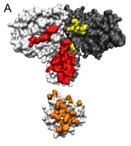 Protein-protein interaction