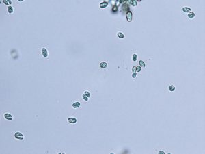 Cryptophyte algae