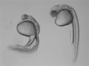 Two zebrafish embryos