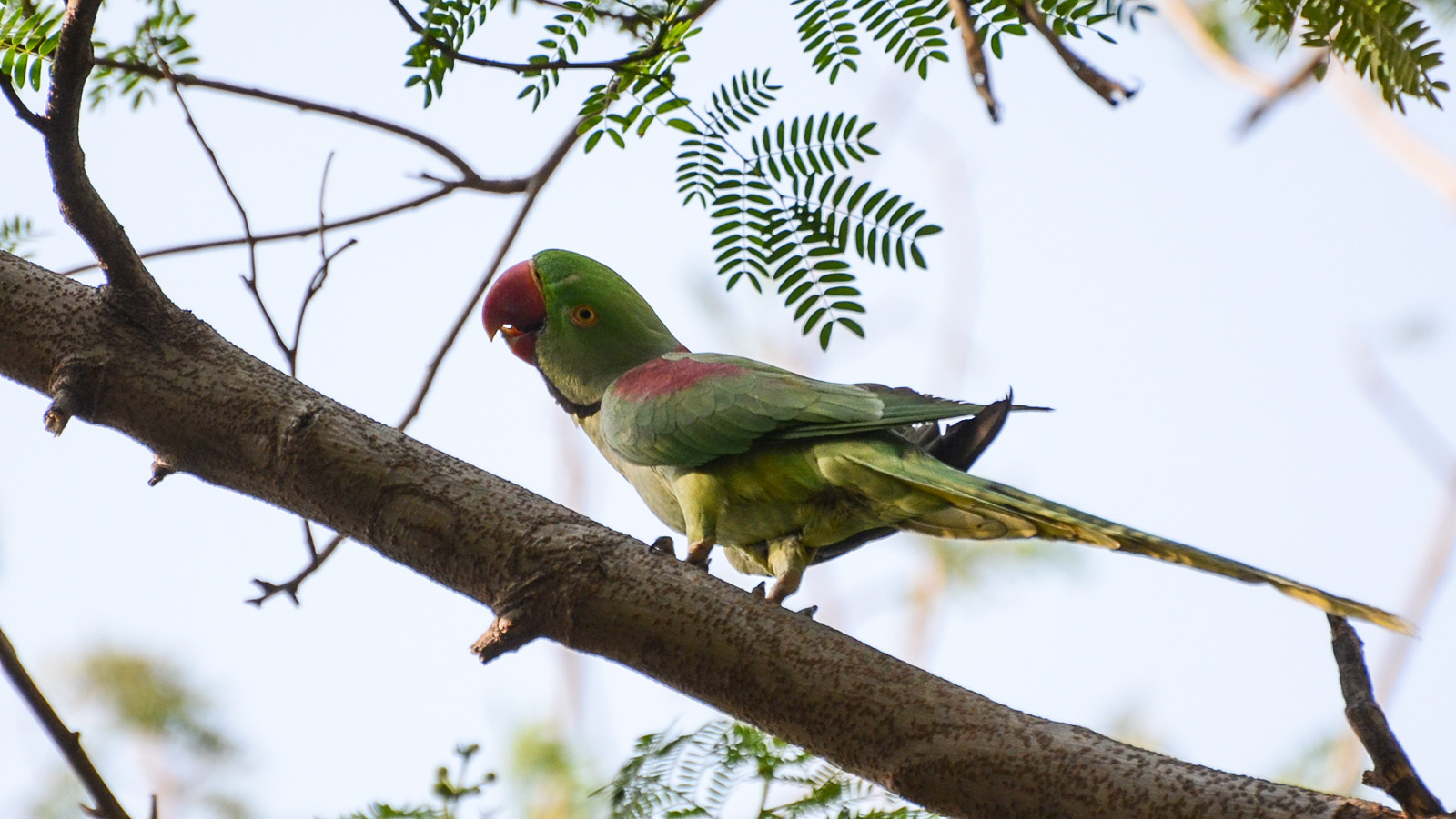 Green and red parakeet