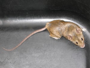 mouse in a trashcan