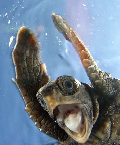 Image result for happy turtle