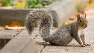 Gray squirrel on sidewalk