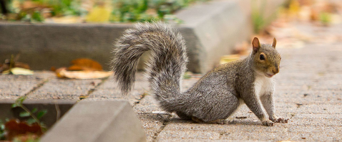 Gray squirrel on sidewalk